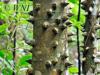 Kapok (Ceiba pentandra)